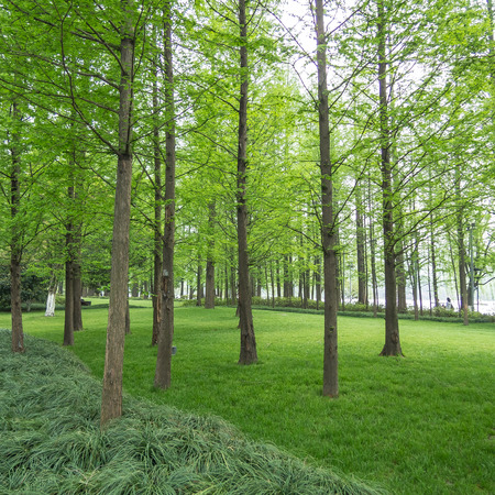 group of solid old pine trees in a green lawn,  grassy field of the park along Xihu lake at Hangzhou city in Chinaの写真素材