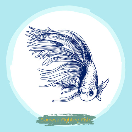 illustration of Betta splendens, Siamese fighting fish doodleのイラスト素材