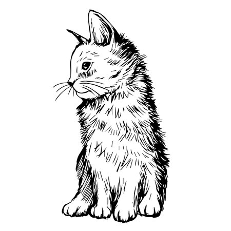 freehand sketch illustration of cat, kitten doodle hand drawnのイラスト素材