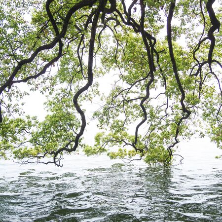 Branches of the green maple trees over the Xi Hu lake at China in the mistの写真素材