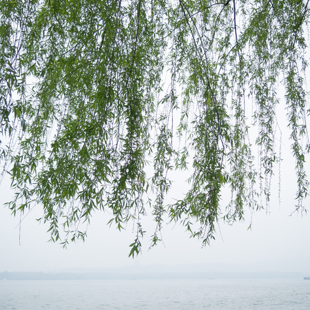 Chinese willow tree in the mist by the Xi Hu lakeの写真素材