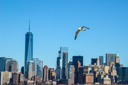 New York City , Manhattan financial district and a flying seagullの写真素材