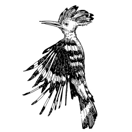freehand sketch illustration of flying Hoopoe bird doodle hand drawnのイラスト素材