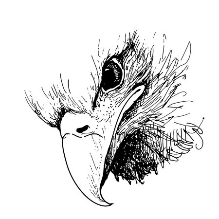 freehand sketch illustration of Eagle bird doodle hand drawnのイラスト素材
