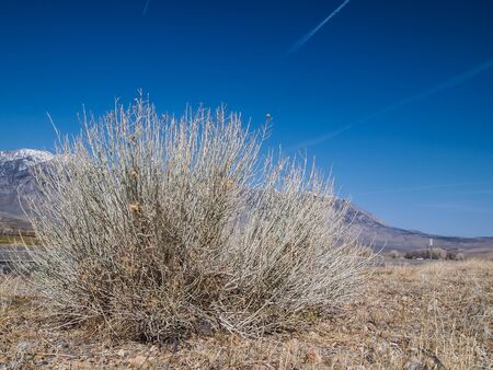 Tree ,snow capped mountains, blue sky, Desert landscape in California , USAの写真素材