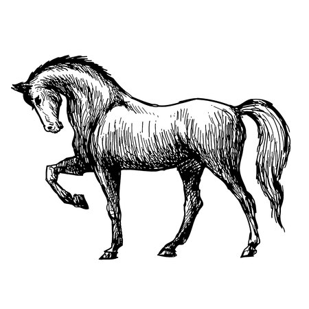 freehand sketch illustration of horse, doodle hand drawnのイラスト素材