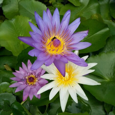 Beautiful purple waterlilly with insect in the middle taken from top viewの素材