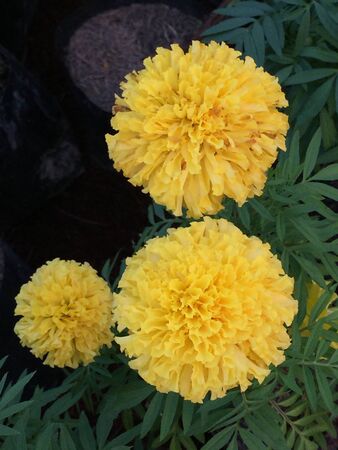 Beautiful yellow blooms of marigoldsの素材