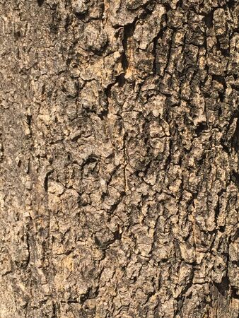 It is a wonderful bark of big old tree used for abstract or texture background.の素材