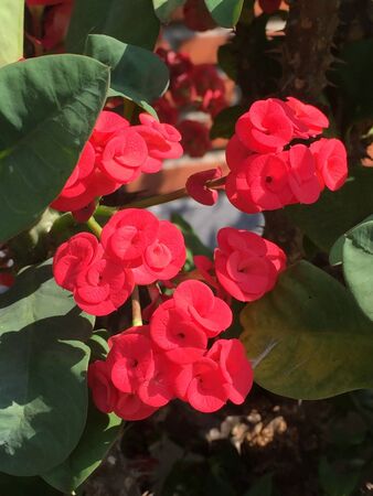 It is a beautiful small red flowers planted in a garden.の素材