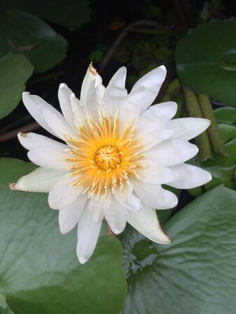 It is a beautiful pale yellow waterlily or lotus surrounded by big green leaves planted in big pot filled with waterの素材