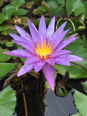It is a beautiful violet petal and pale yellow pollen waterlily or lotus surrounded by big green leaves planted in big pot filled with waterの素材