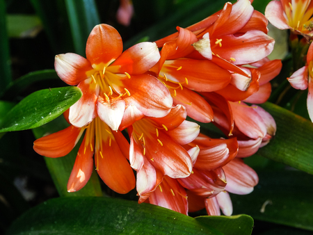 Details of a Natal lily flower. A flowering head of Clivia miniata (also known as bush lily, Kaffir lily).の写真素材