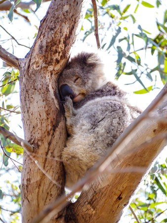 Cute Australian sleepy koala bear in its natural habitat of gumtreesの写真素材