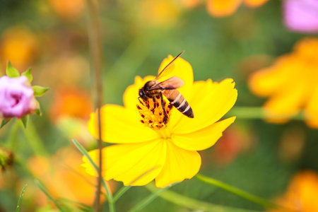 Close up of Bee on blooming cosmos flower. Soft focus