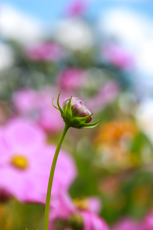 Colorful cosmos flower blooming in the field, Soft focus.の写真素材