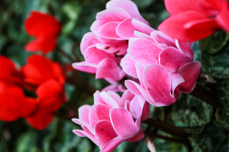 Beautiful pink and red cyclamen flowers with peculiar pattern on leaves, planted in a flower pot in a garden.の写真素材