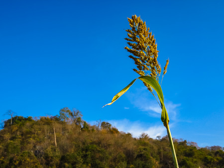 Close up Sorghum or Millet an important cereal crop agent blue skyの写真素材