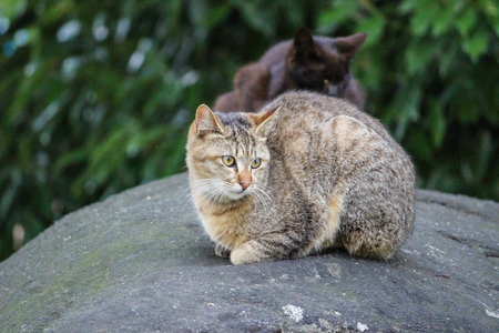 Brown striped cat sitting on the rockの写真素材