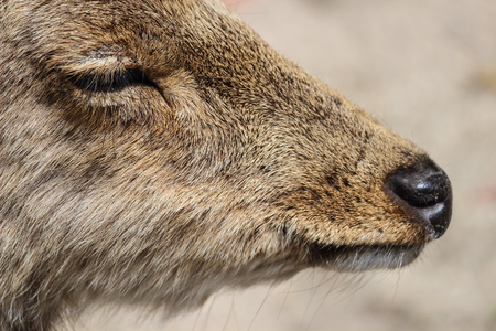 close up head of young deer close eyes and sitting on fieldの写真素材