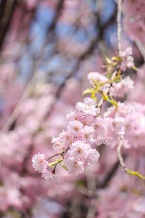 Soft focus of beautiful pink sakura, cherry blossom in Japanの写真素材