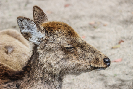 close up head of young deer close eyes and sitting on fieldの写真素材