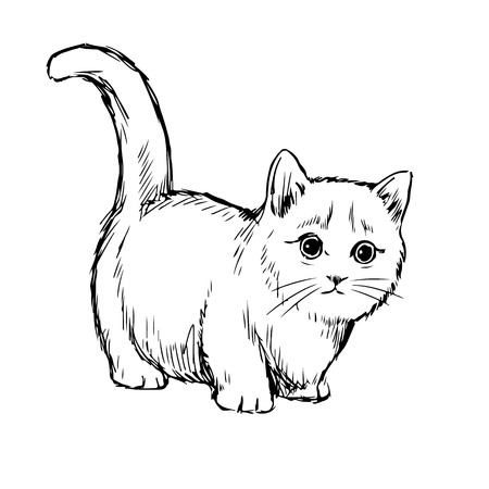 Little cat hand drawn isolated on white backgroundのイラスト素材