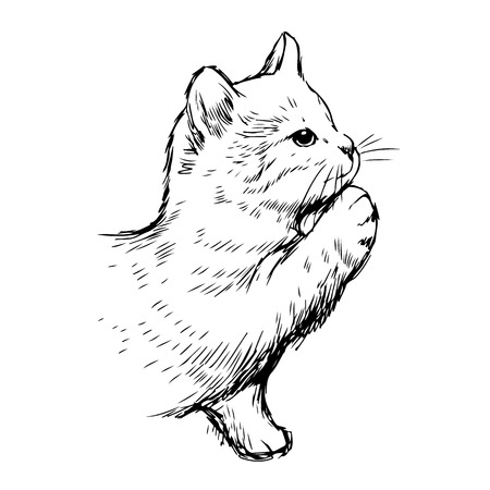 Little cat hand drawn isolated on white backgroundのイラスト素材