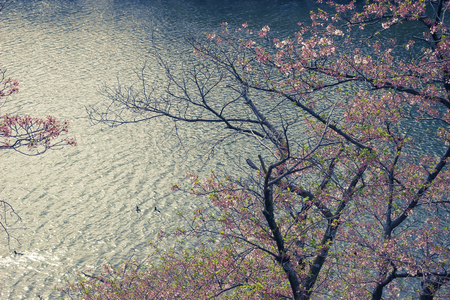 Vintage colored photo of a bunch of bright japanese cherry blossom flowers with small ripple of lakeの写真素材
