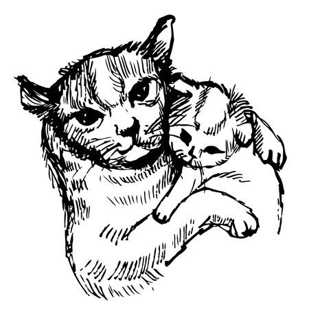 Cat and kitten hand drawn isolated on white backgroundのイラスト素材