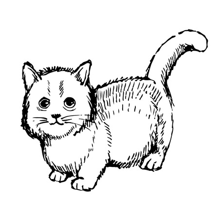Little cat hand drawn isolated on white backgroundのイラスト素材