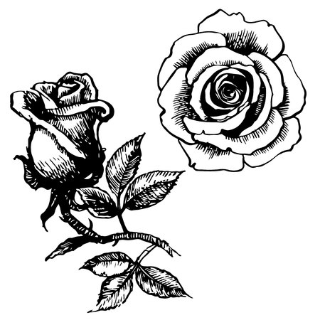 Rose and leaves hand drawn isolated on white backgroundのイラスト素材