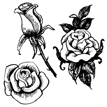 Rose and leaves hand drawn isolated on white backgroundのイラスト素材