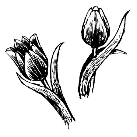 Tulip and leaves hand drawn isolated on white backgroundのイラスト素材