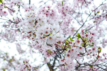 Soft focus of beautiful pink sakura, cherry blossom in Japanの写真素材