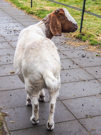 Brown and white goat at The Zaanse Schans, the Netherlandsの写真素材