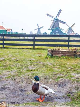 A duck and historic windmills at Zaanse Schans ,neighborhood in the Dutch town of Zaandam, near Amsterdam,  The Netherlands.の写真素材