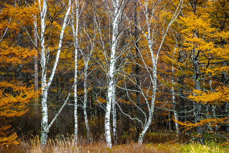 Saturated yellow foliage in autumn oak and maple forest in Nikko, Japan.の写真素材