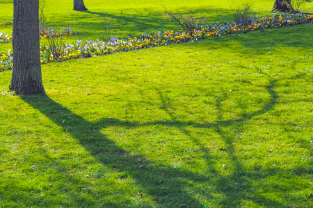 Tree shadow on green grass in field of flora park in The Netherlands, Holland. Keukenhof.の写真素材