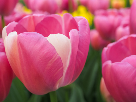 Red and pink tulips in field of flora park in The Netherlands, Holland. Keukenhof.の写真素材