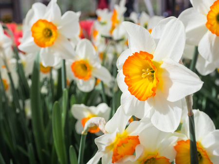 Close-up of white daffodil flowers, known as Paperwhite, Narcissus papyraceus , in field of flora park in The Netherlands, Holland. Keukenhof.の写真素材