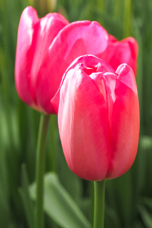 Red and pink tulips in field of flora park in The Netherlands, Holland. Keukenhof.の写真素材