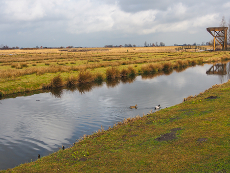 Netherlands rural landscape with polder canal and ducksの写真素材