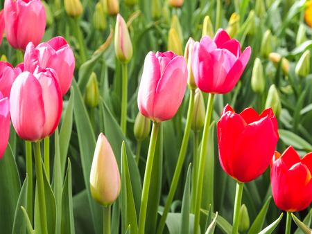 Red and pink tulips in field of flora park in The Netherlands, Holland. Keukenhof.の写真素材