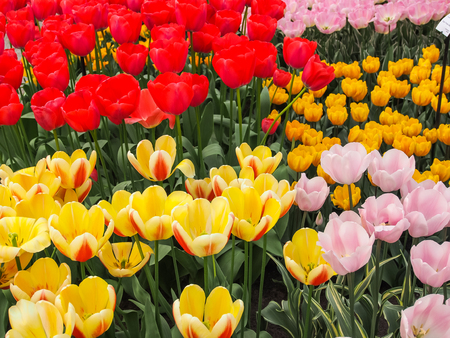 Red , yellow and pink tulips in field of flora park in The Netherlands, Holland. Keukenhof.の写真素材