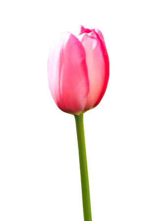 Pink tulip isolated on  background withの写真素材