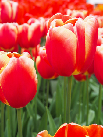 Beautiful red tulips in field of flora park in The Netherlands, Holland. Keukenhof.の写真素材