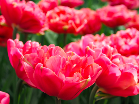 Beautiful red tulips in field of flora park in The Netherlands, Holland. Keukenhof.の写真素材