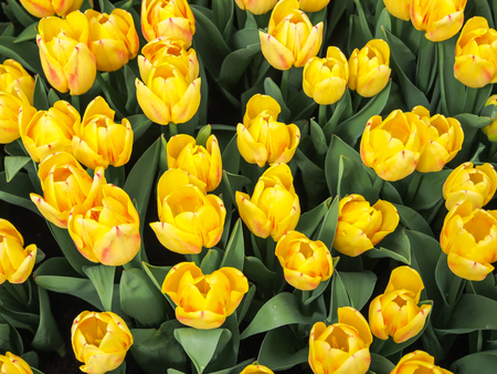 Beautiful yellow and red tulips in field of flora park in The Netherlands, Holland. Keukenhof.の写真素材