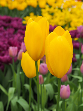 Beautiful yellow, pink and purple tulips in field of flora park in The Netherlands, Holland. Keukenhof.の写真素材